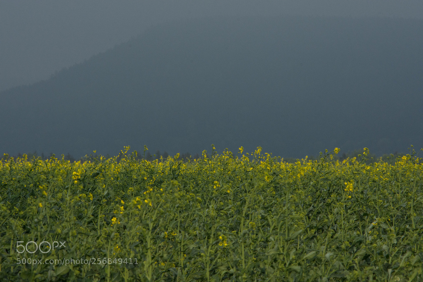 Nikon D7200 sample photo. Contrast photography