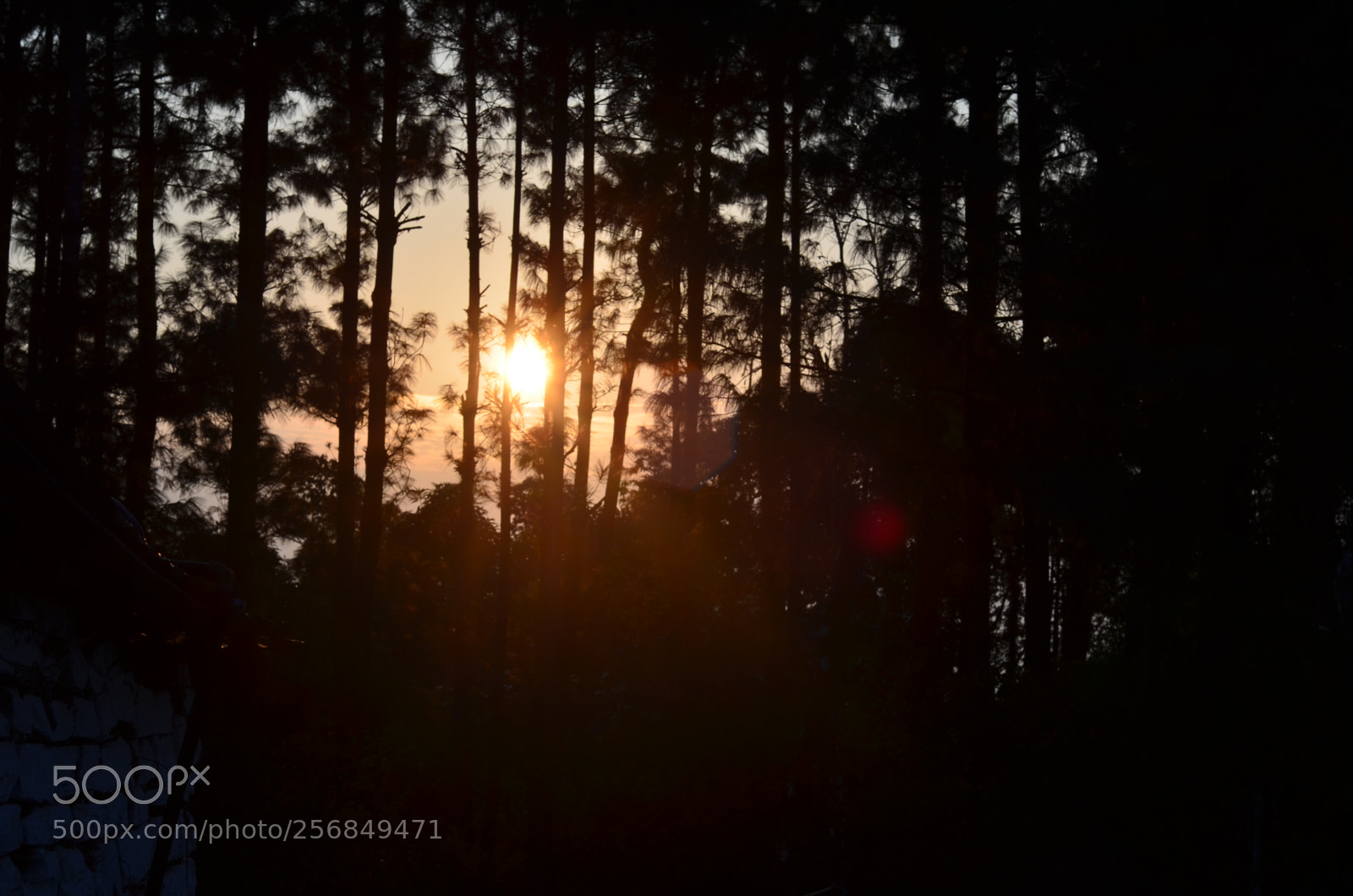 Nikon D5100 + Nikon AF Nikkor 50mm F1.8D sample photo. Into the woods photography
