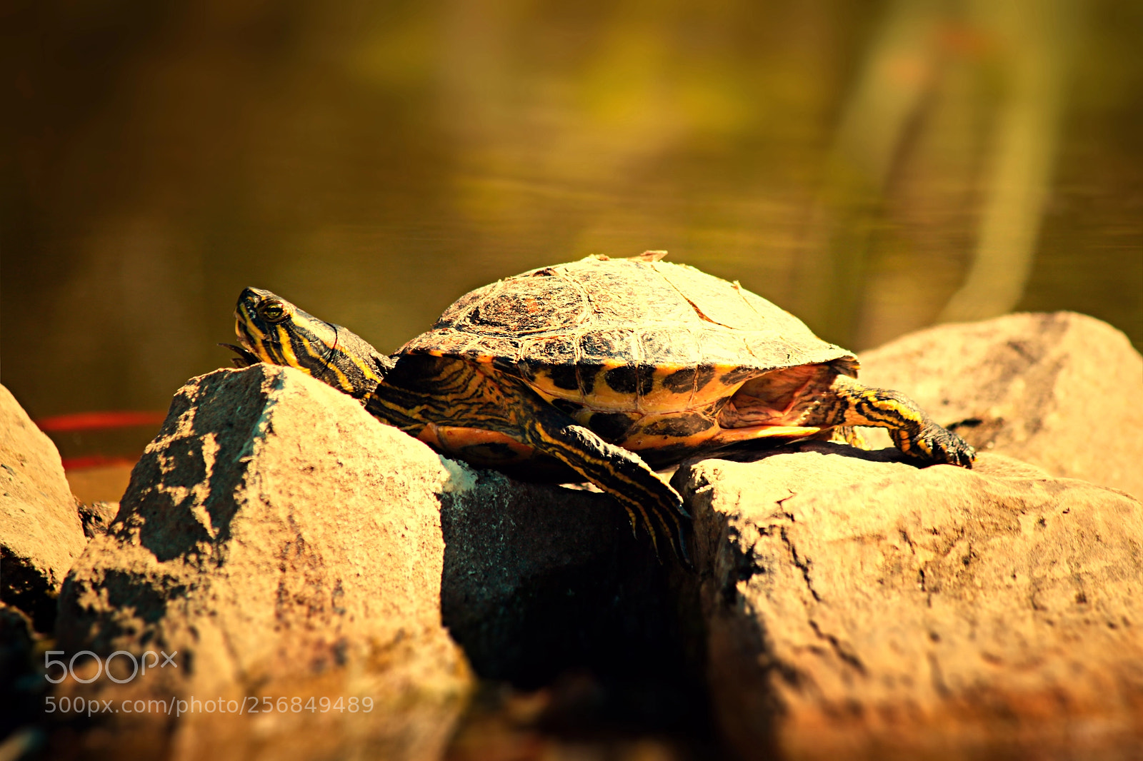 Canon EOS 70D sample photo. Sungazer on the rocks photography