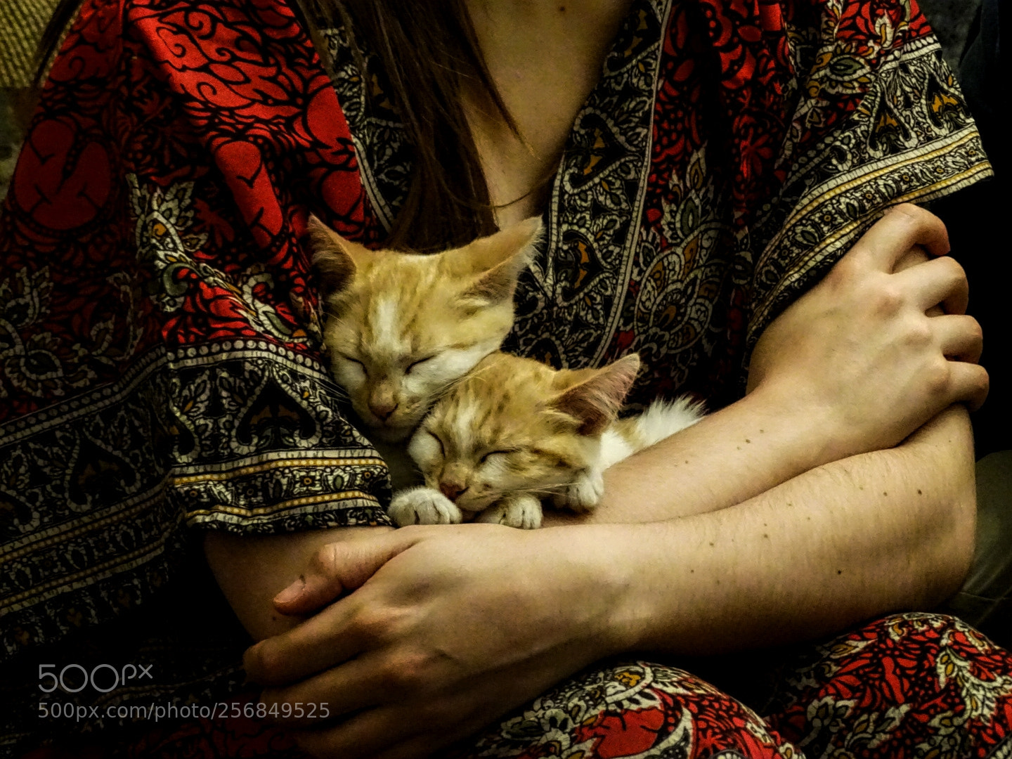 Sony Cyber-shot DSC-HX400V sample photo. Of red and cats photography