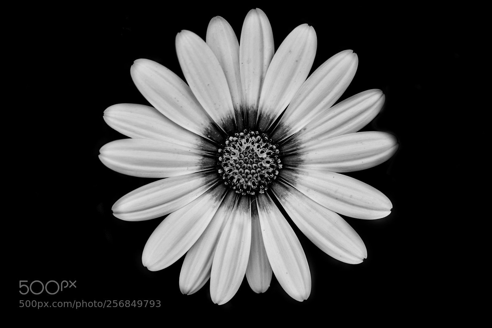 Sony Alpha a5000 (ILCE 5000) sample photo. A flower in the photography