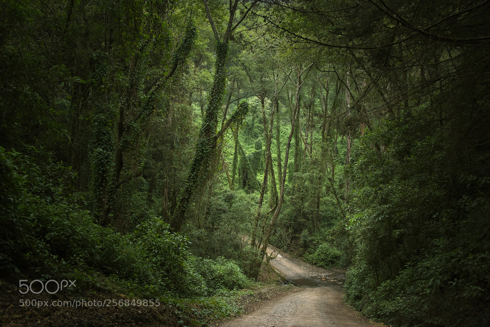 Nikon D750 sample photo. Forest road photography