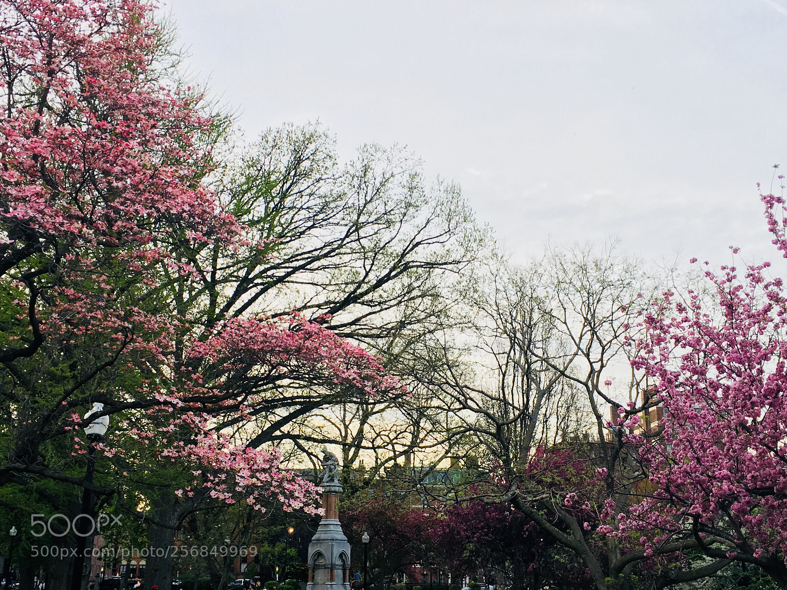 Apple iPhone 6s sample photo. Pretty in pink.. photography