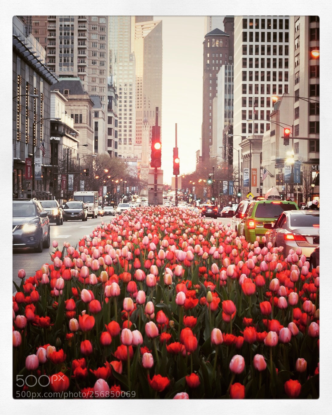 Nikon D5500 sample photo. Tulips making it a photography