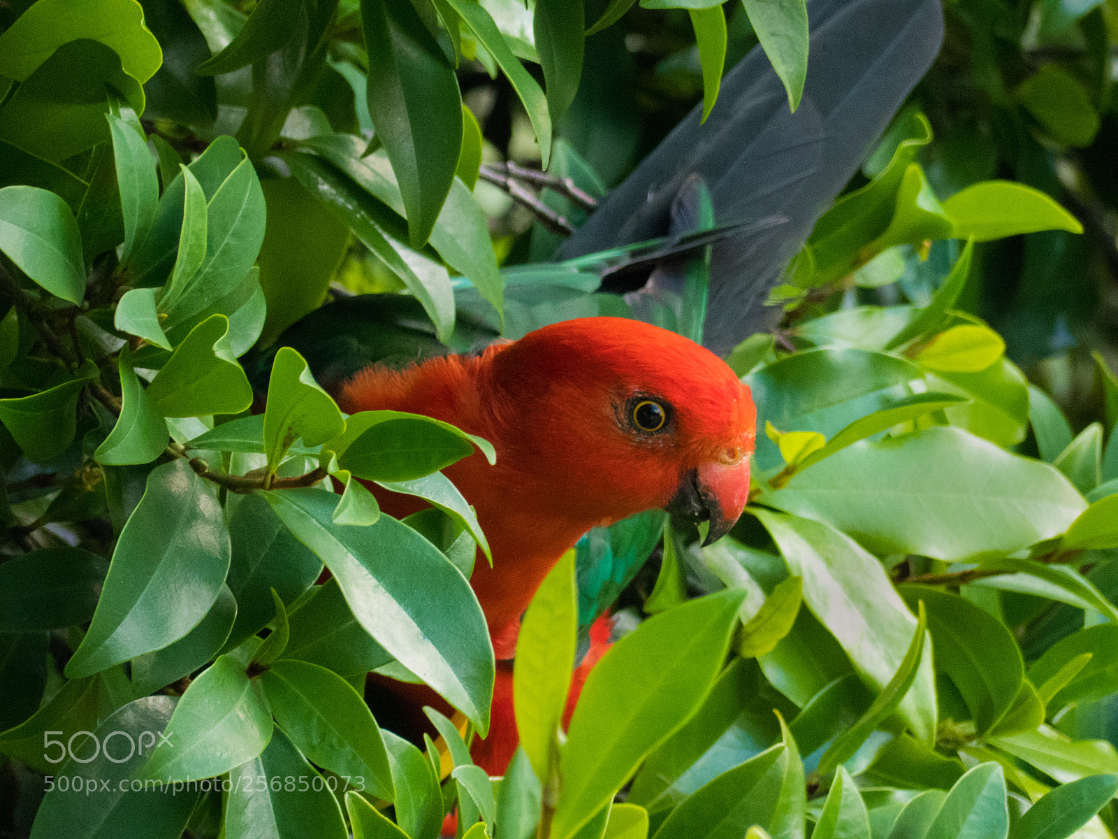 Panasonic Lumix DMC-FZ300 sample photo. King parrot in port photography