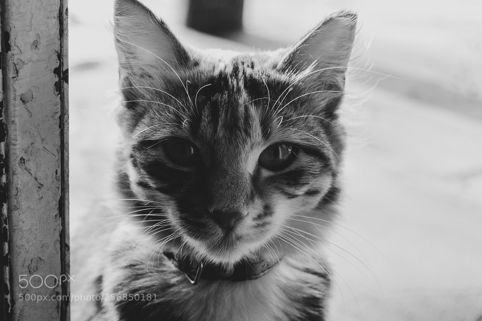 Nikon D3100 sample photo. Eyes are the window photography