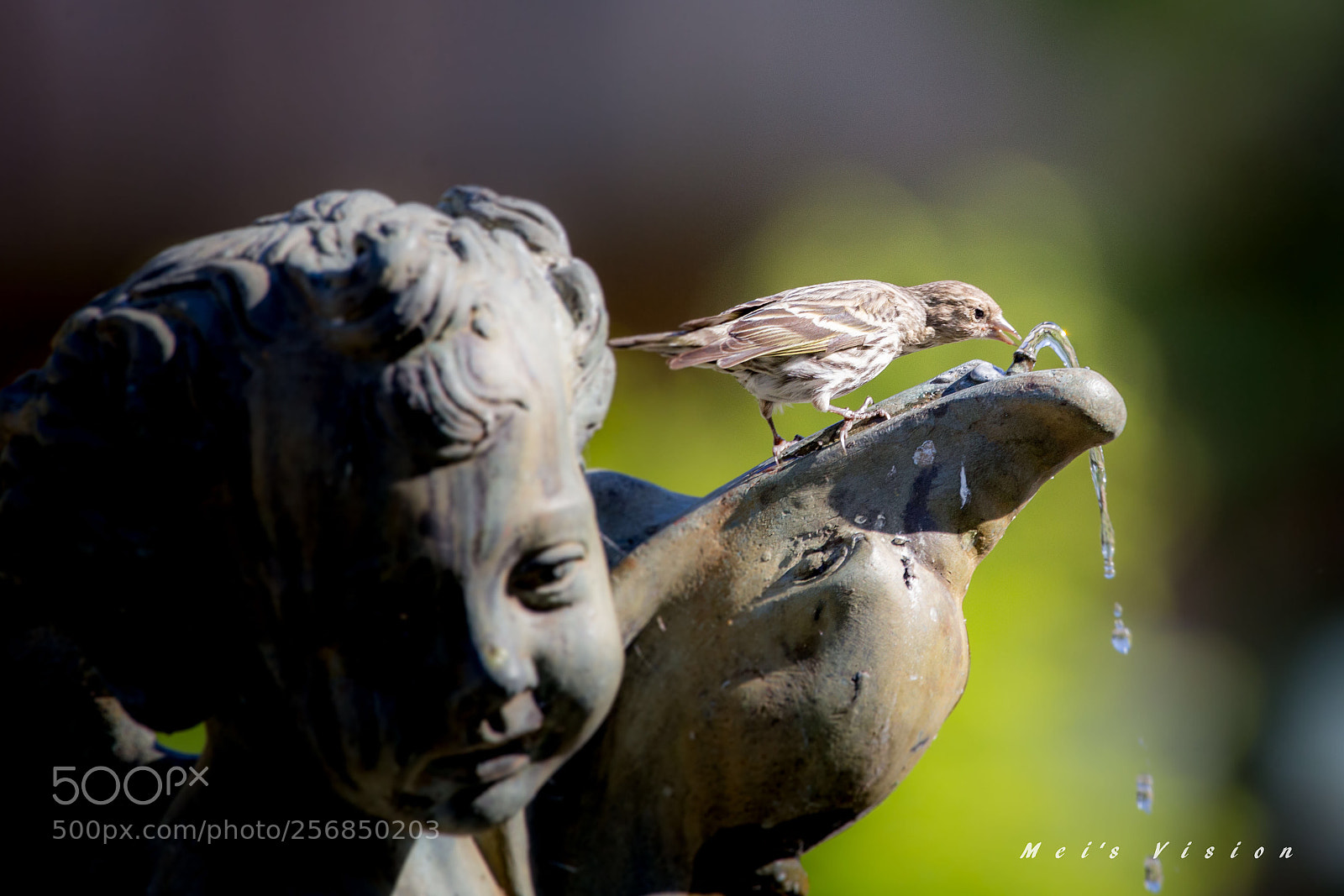 Canon EOS 6D sample photo. Birdbath  photography