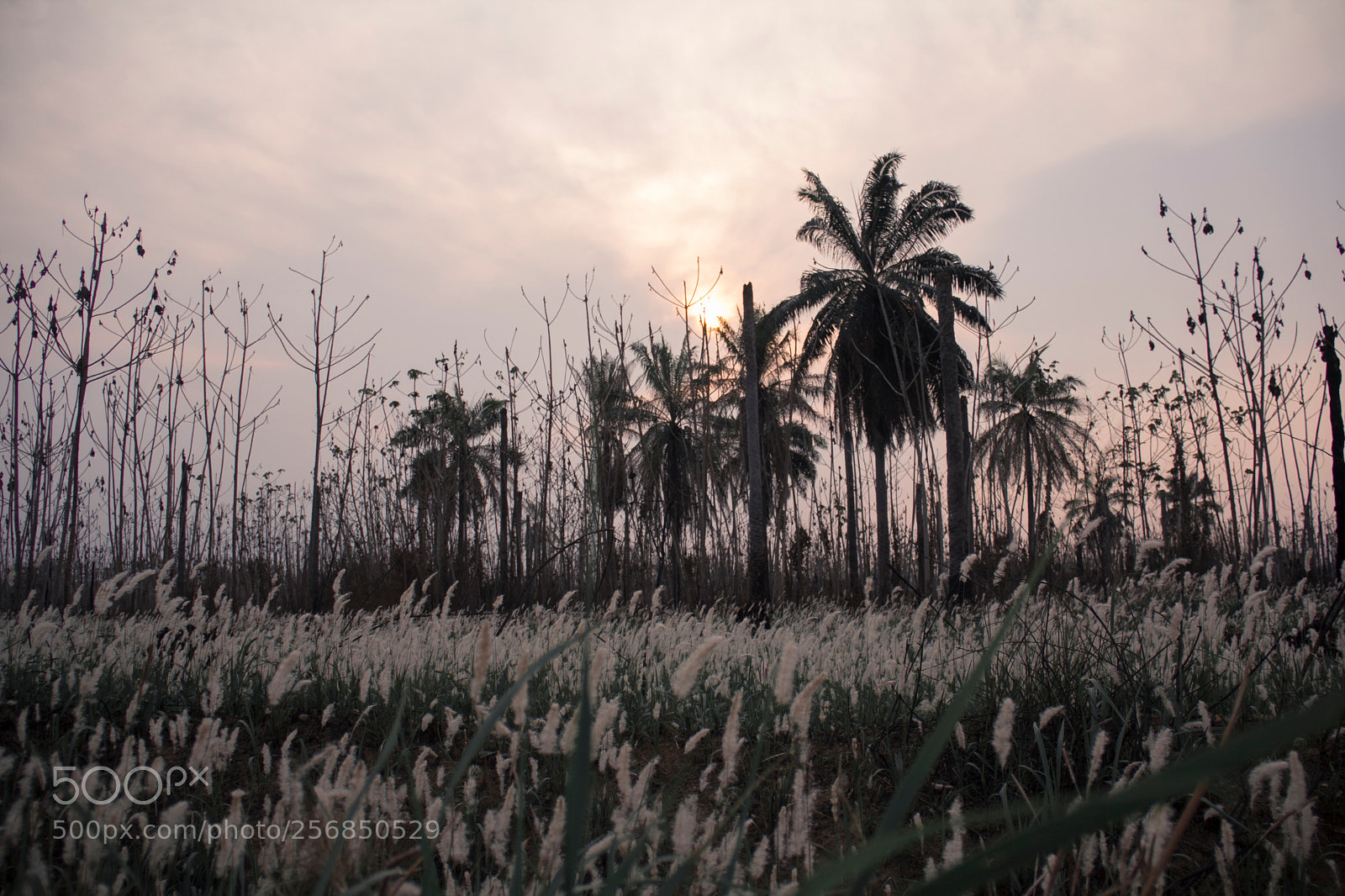 Canon EOS 60D sample photo. Cultivo de palma de photography