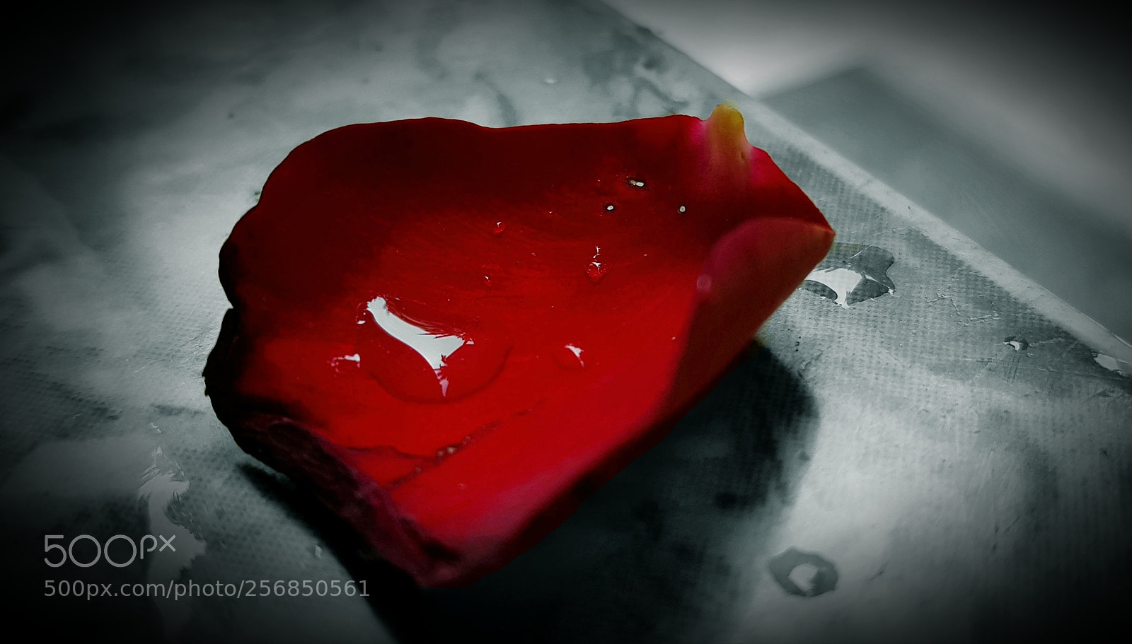 Samsung Galaxy S8 sample photo. Rose petal  ....... photography