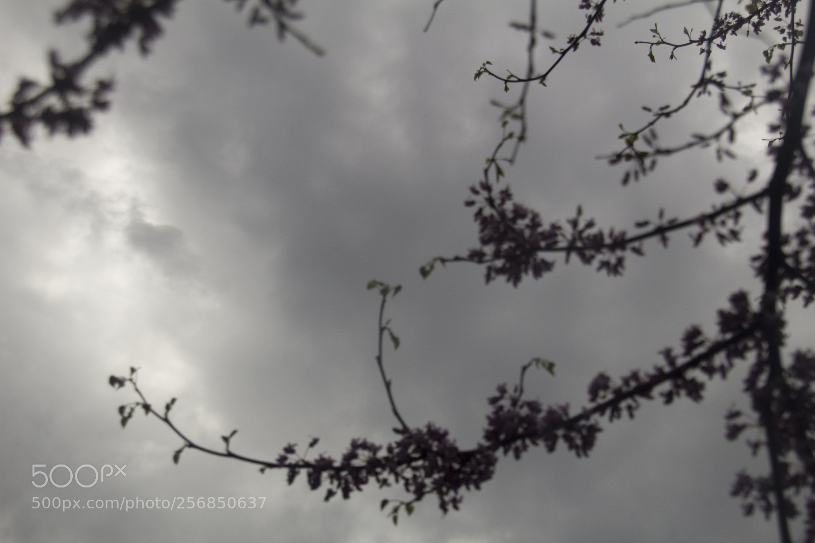 Canon EOS 1200D (EOS Rebel T5 / EOS Kiss X70 / EOS Hi) sample photo. Blurry bloom and sun photography