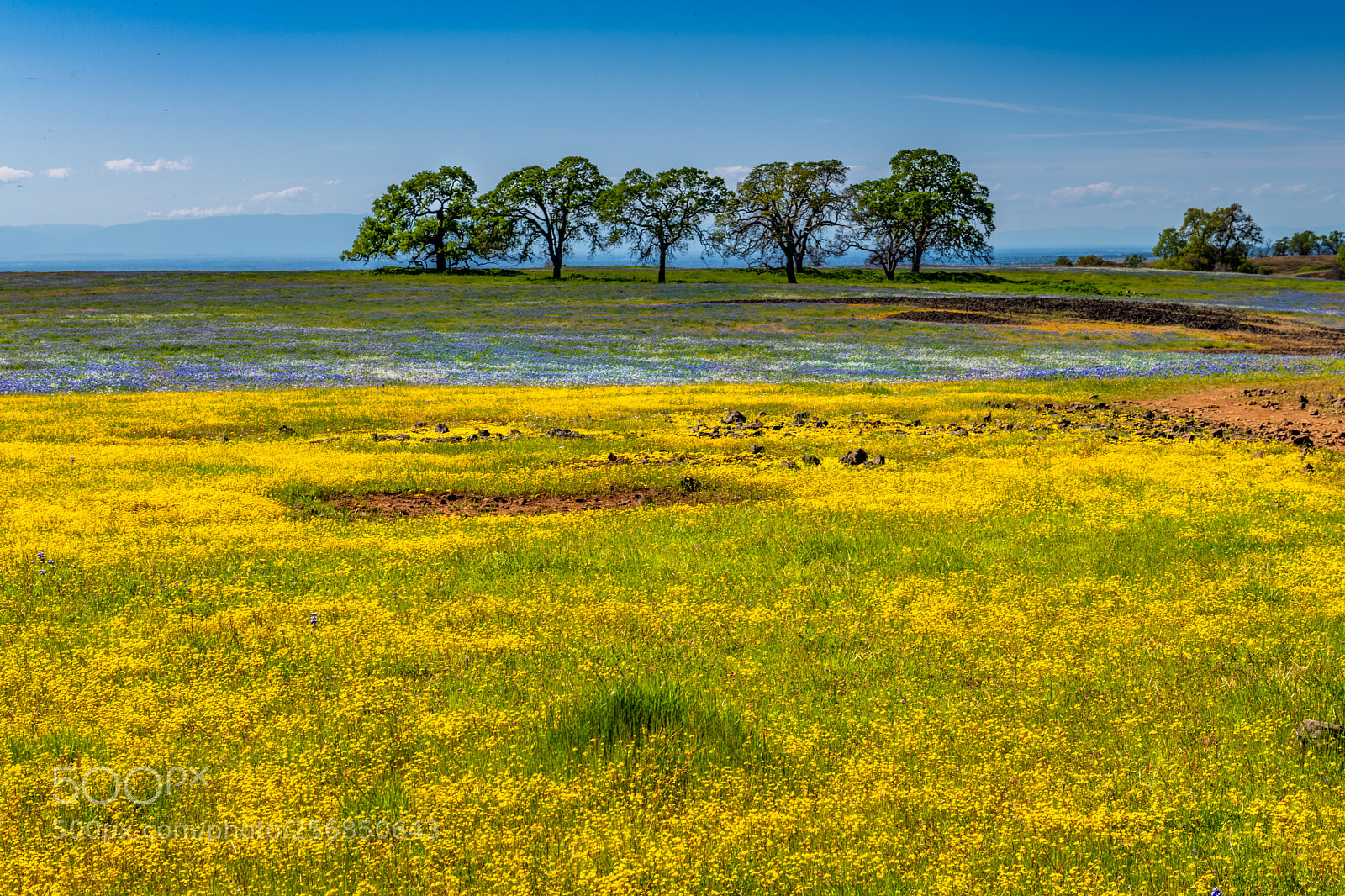 Nikon D850 sample photo. Spring on table mountain photography