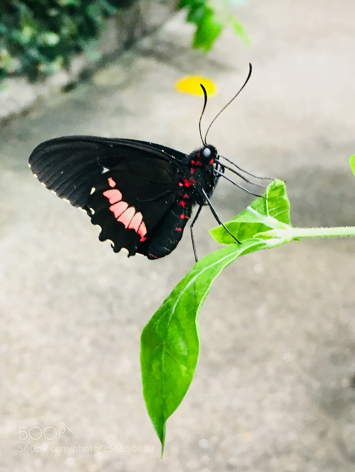 Apple iPhone 6s sample photo. Bda aafb ae photography