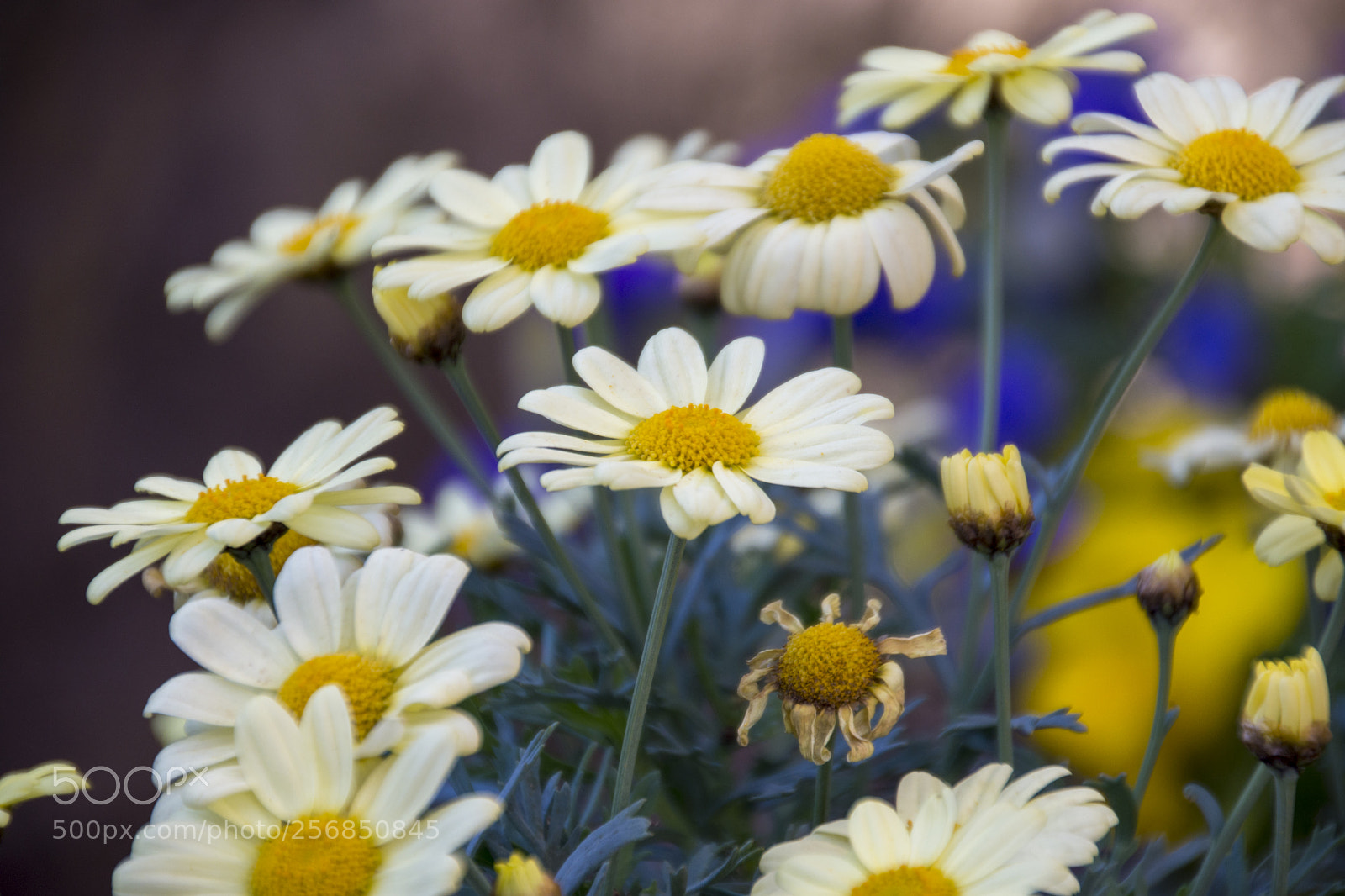Nikon D7200 sample photo. Daisies photography