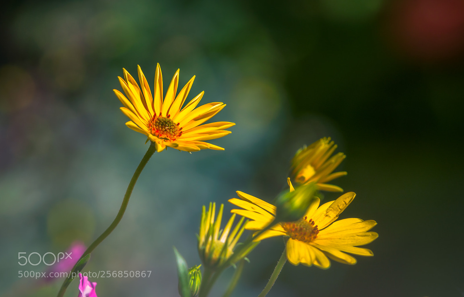 Canon EOS 7D Mark II sample photo. Aster!!!! photography
