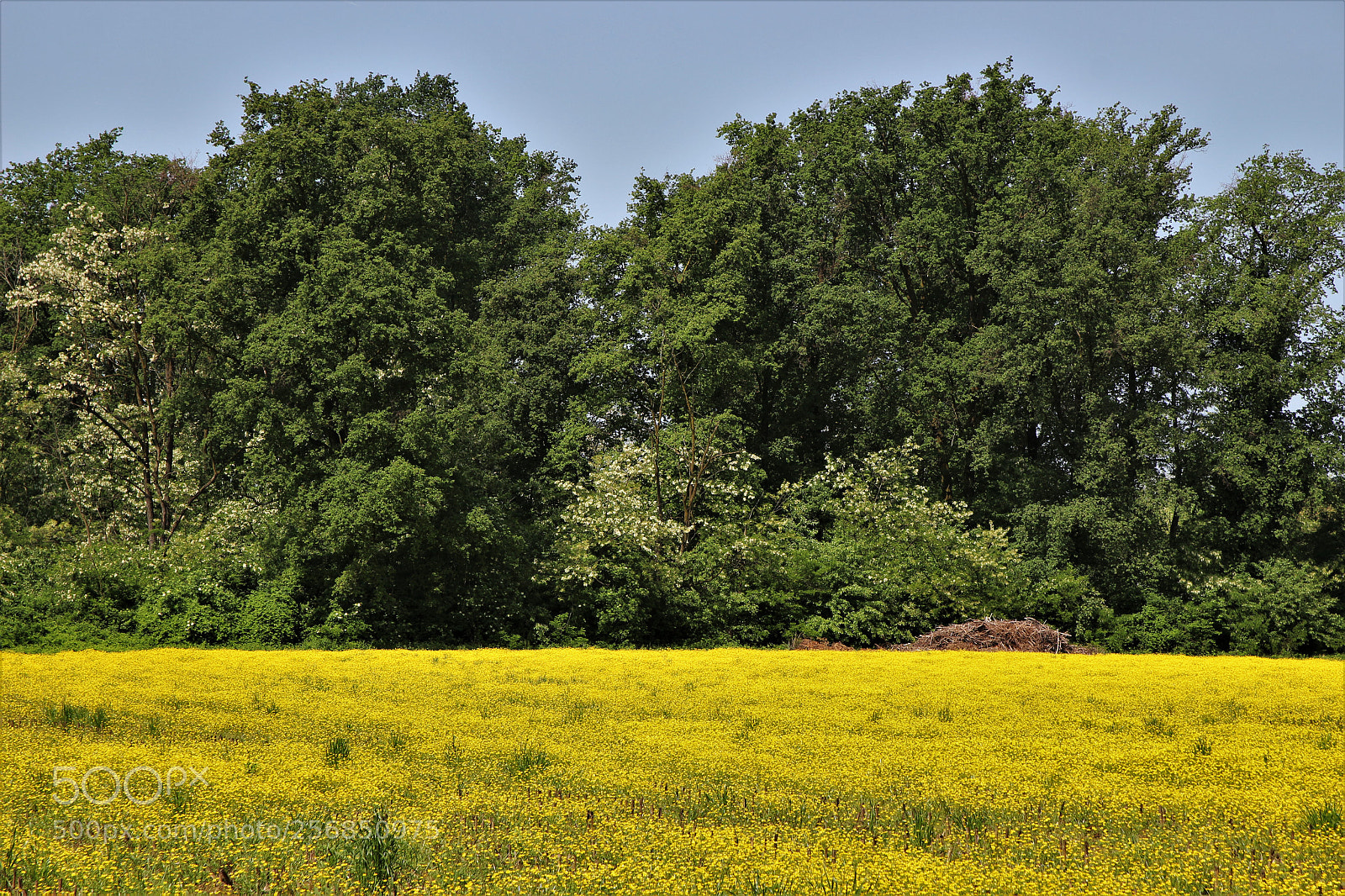 Canon EOS 100D (EOS Rebel SL1 / EOS Kiss X7) sample photo. Yellow flowers photography