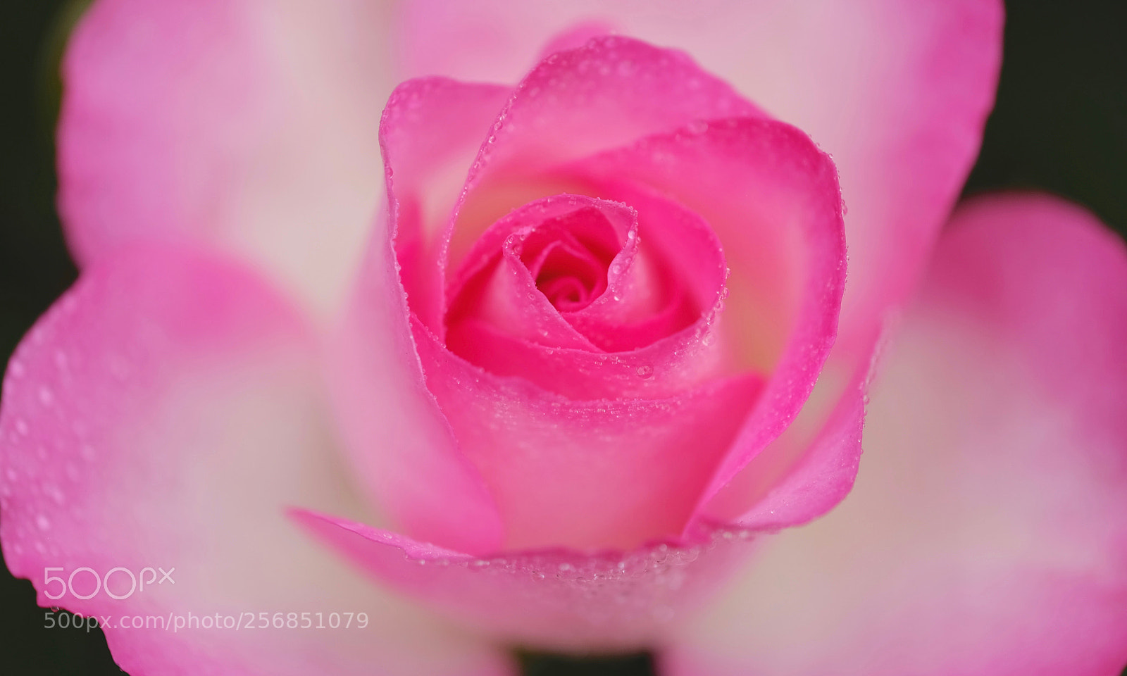 Fujifilm X-E2 sample photo. Wetly rose photography
