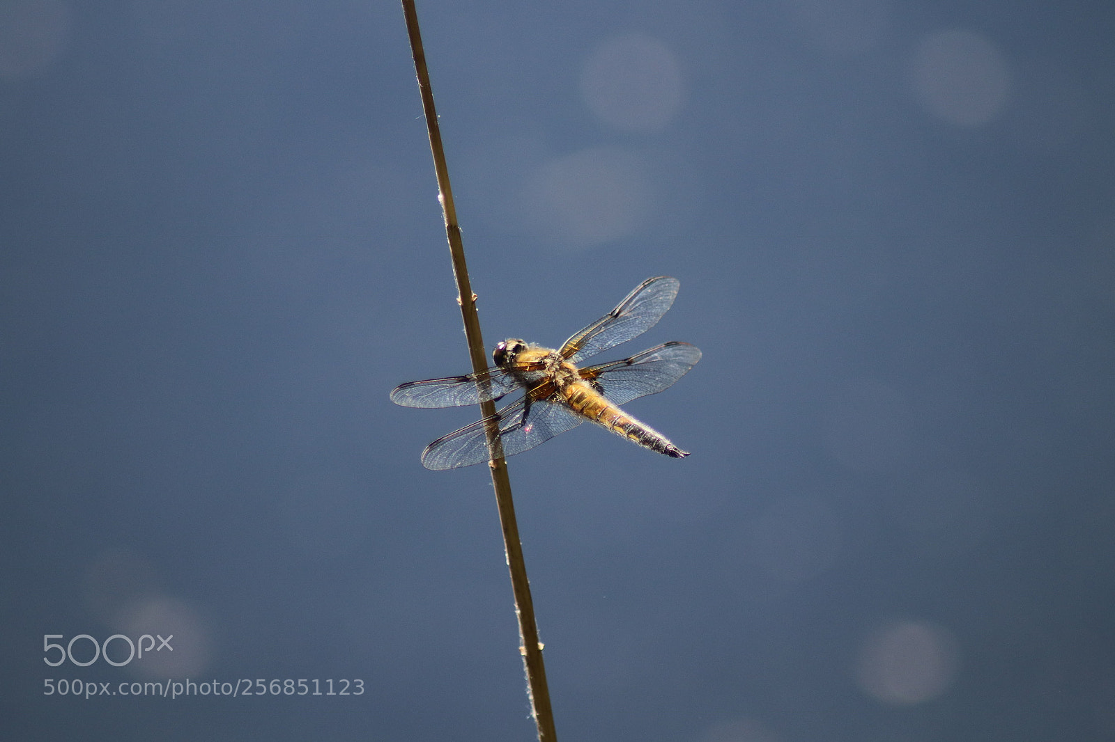 Canon EOS 77D (EOS 9000D / EOS 770D) sample photo. Dragonfly photography