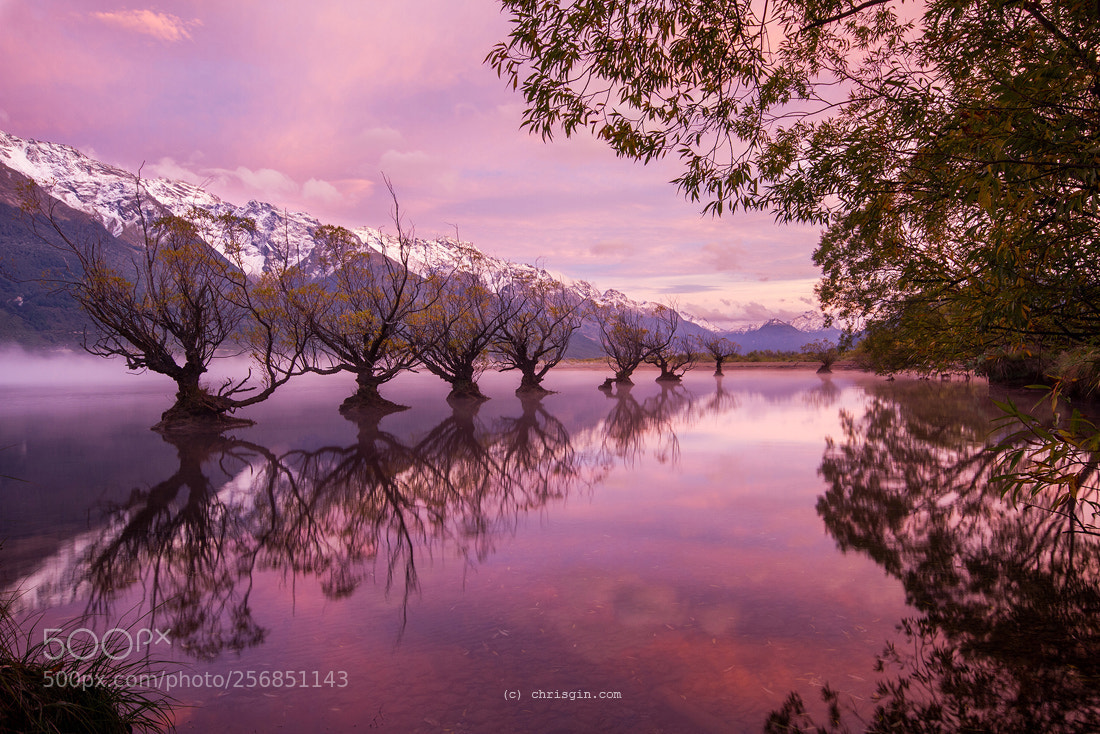 Canon EOS 7D sample photo. Those glenorchy trees photography