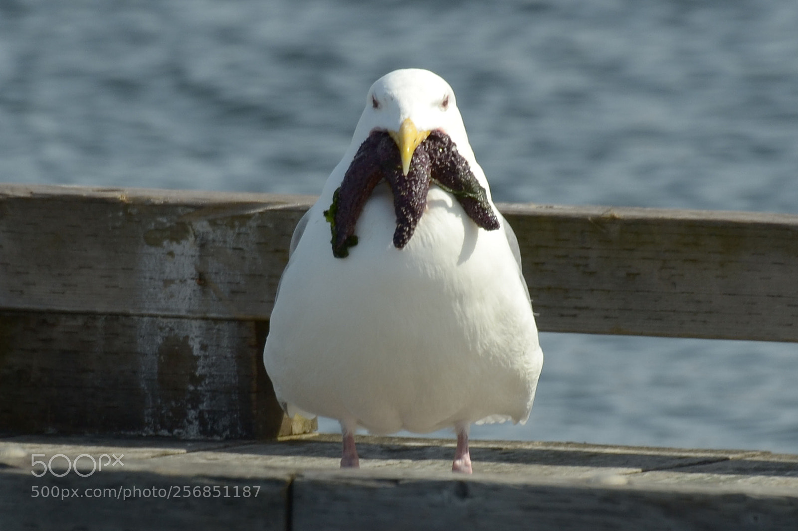 Nikon D3100 sample photo. Gull starfish photography