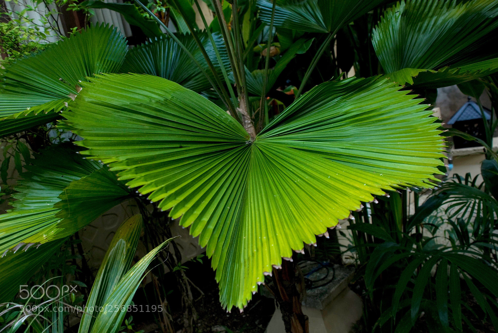 Nikon D80 sample photo. Heart shaped leaf photography