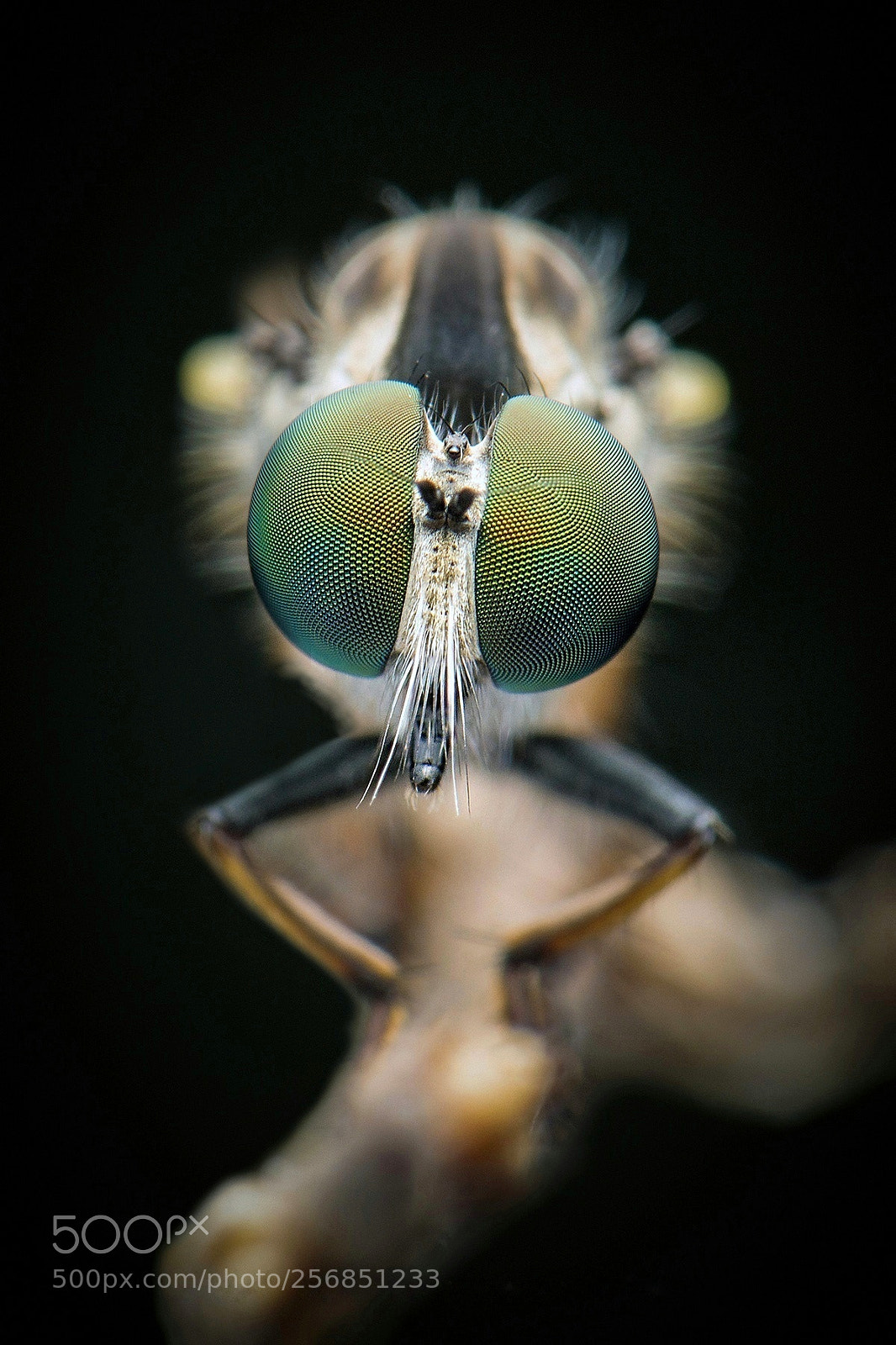 Nikon D7200 sample photo. Asilidae photography