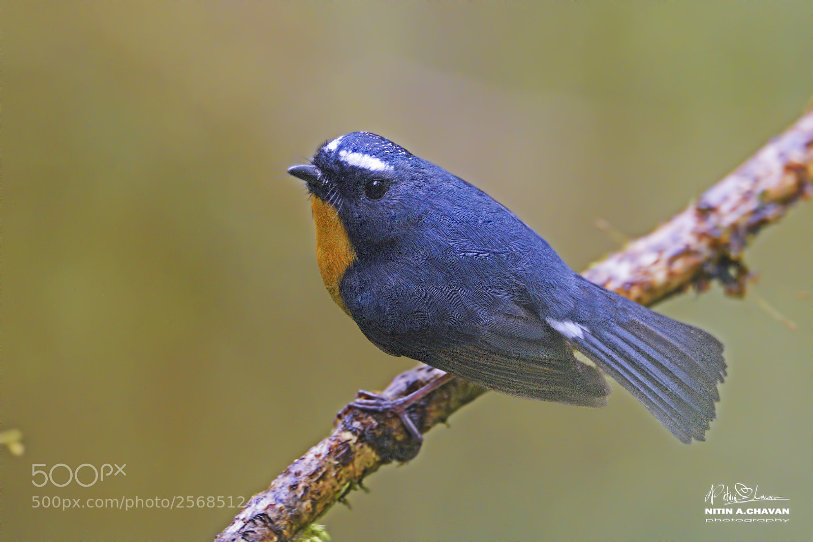 Nikon D810 sample photo. Snowy browed flycatcher photography