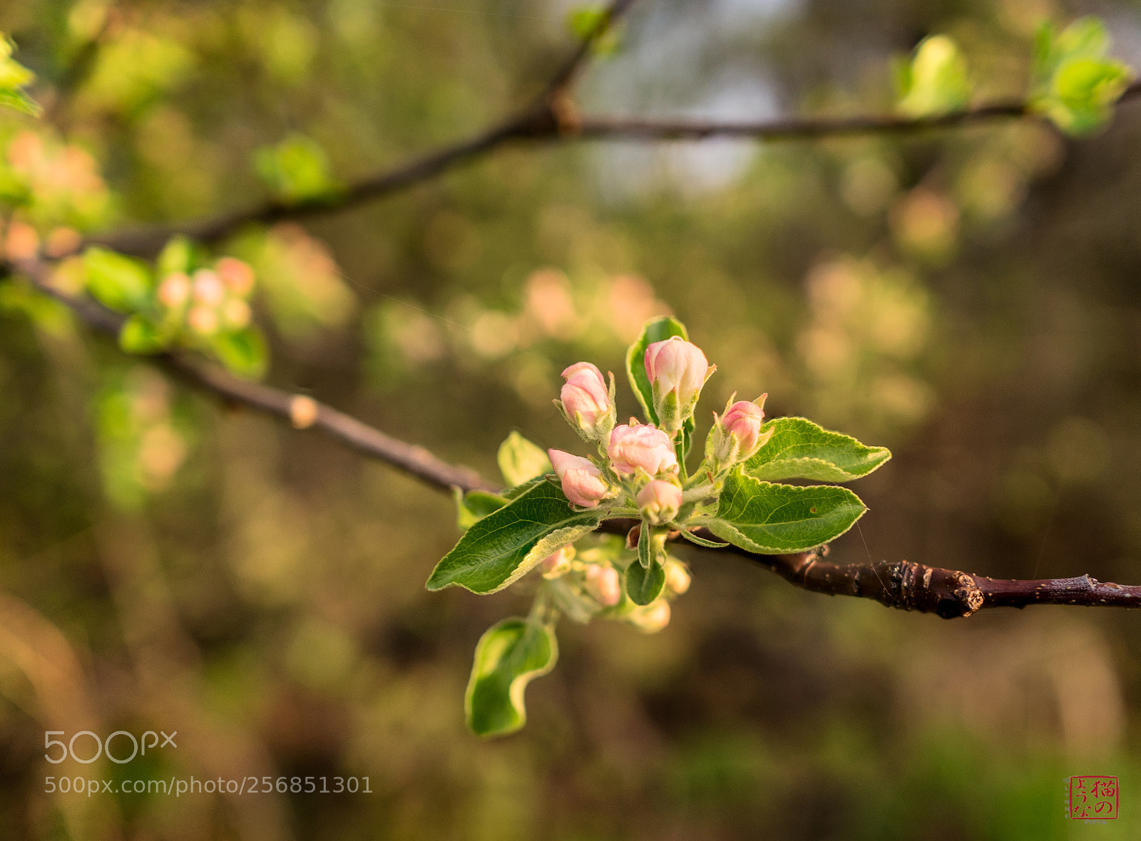 Sony a7 sample photo. Renewal photography