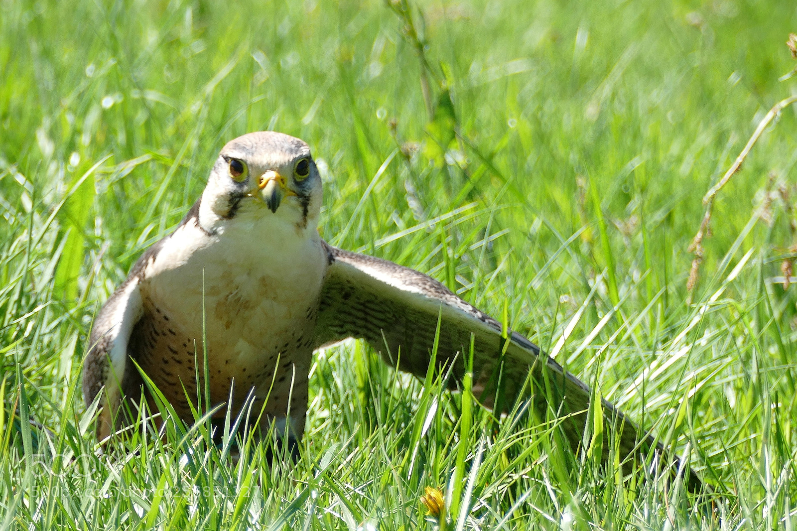 Panasonic Lumix DMC-FZ1000 sample photo. Falke photography