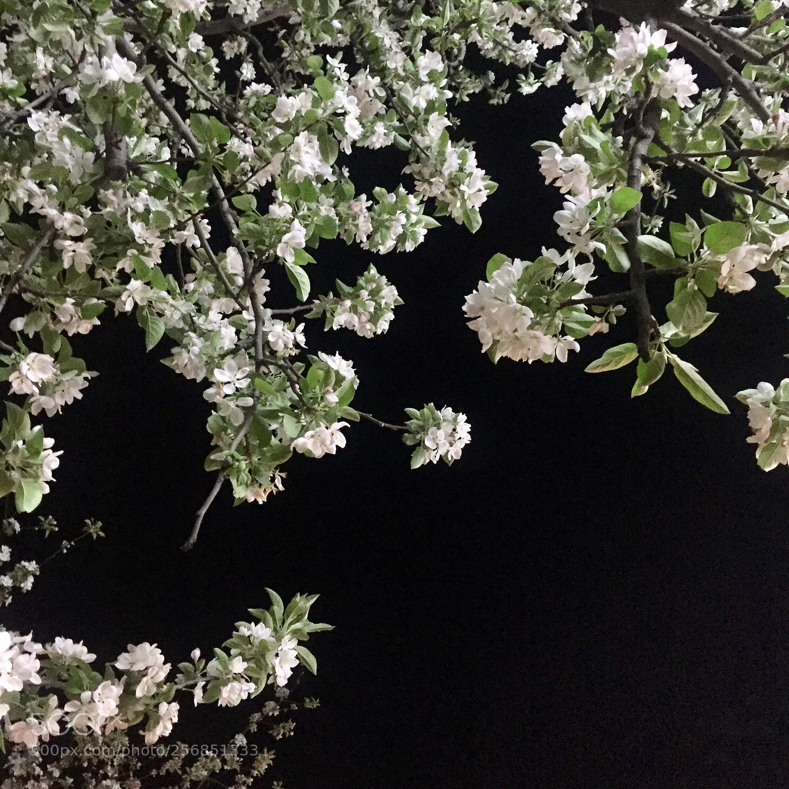 Apple iPhone 6 sample photo. Spring flowers. almaty, kazakhstan photography
