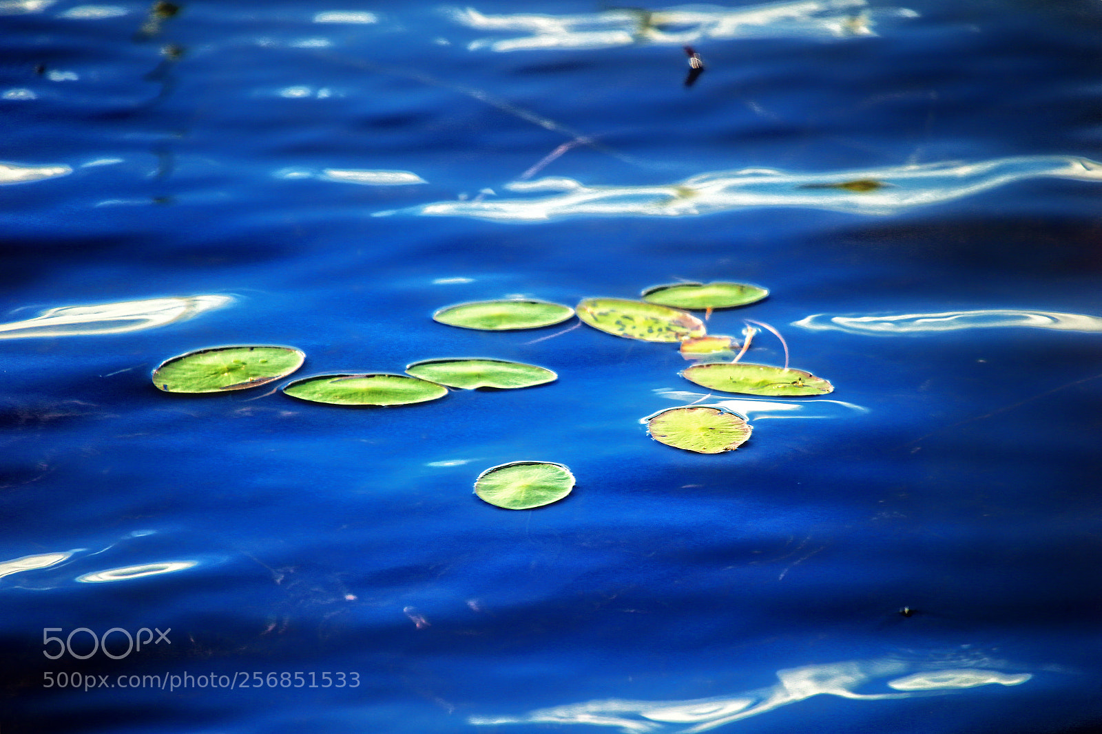 Canon EOS-1D X sample photo. Greens and blues photography