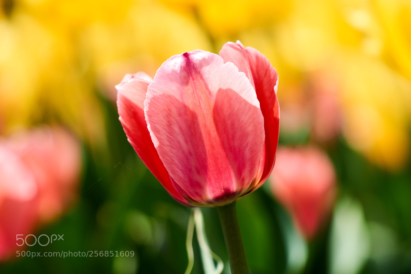 Sony a6000 sample photo. Red and yellow tulips photography