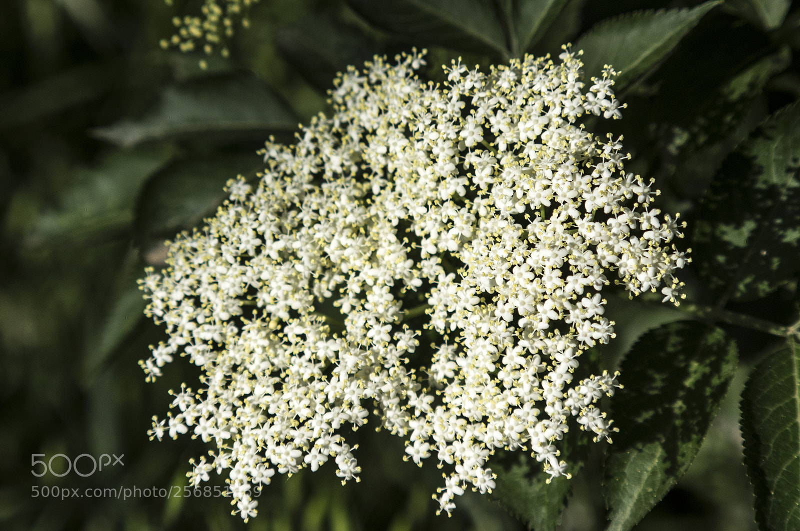 Pentax K-r sample photo. I fiori dell'albero photography