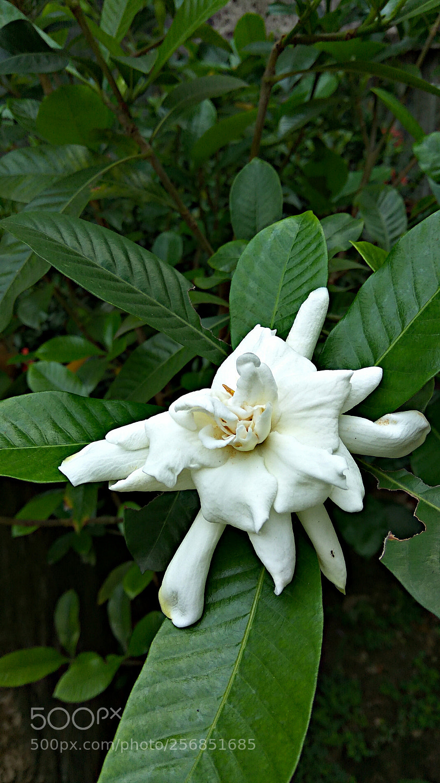 Xiaomi Redmi Note3 sample photo. Gardenia photography