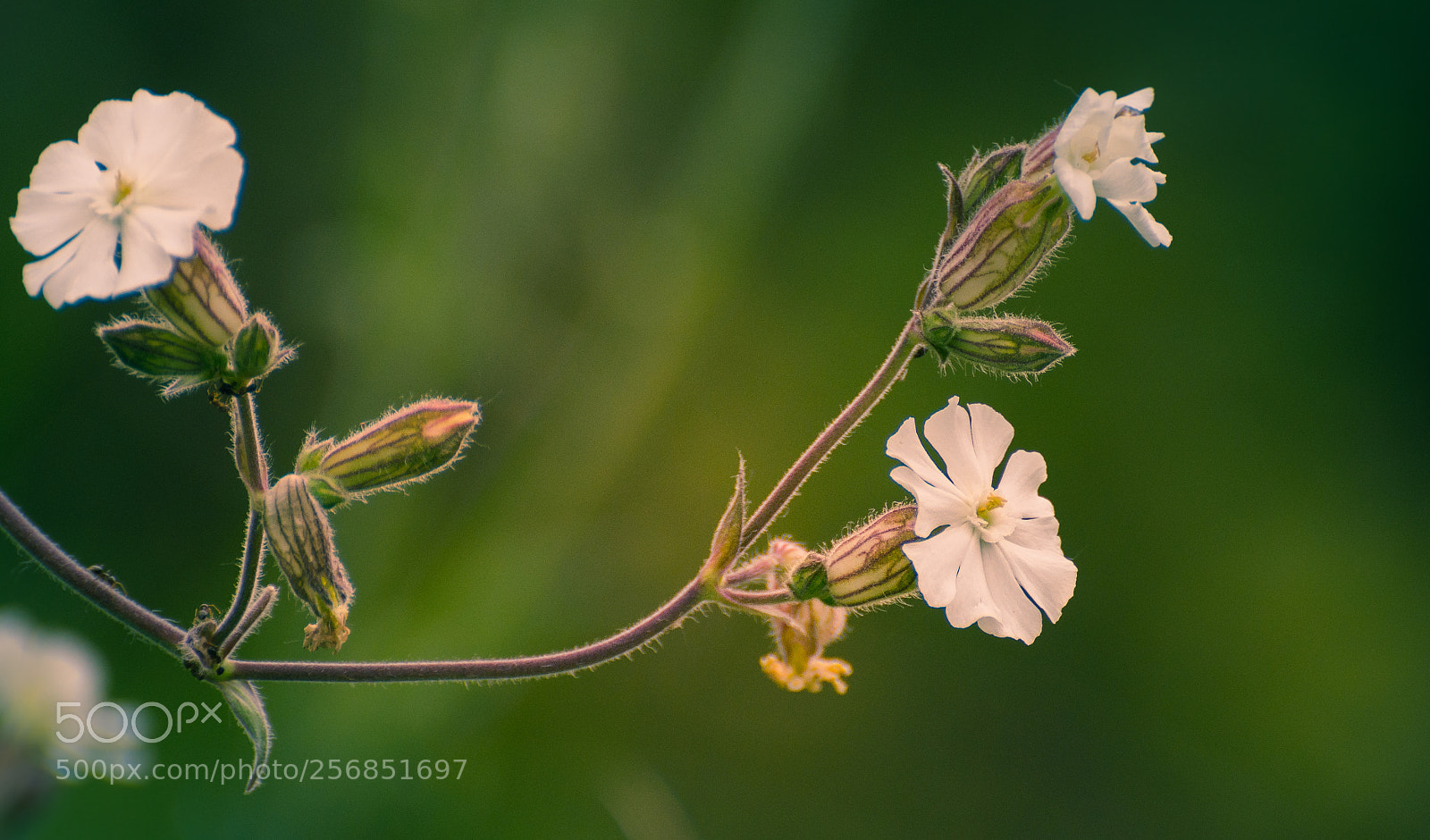 Nikon D5200 sample photo. Wild flowers photography