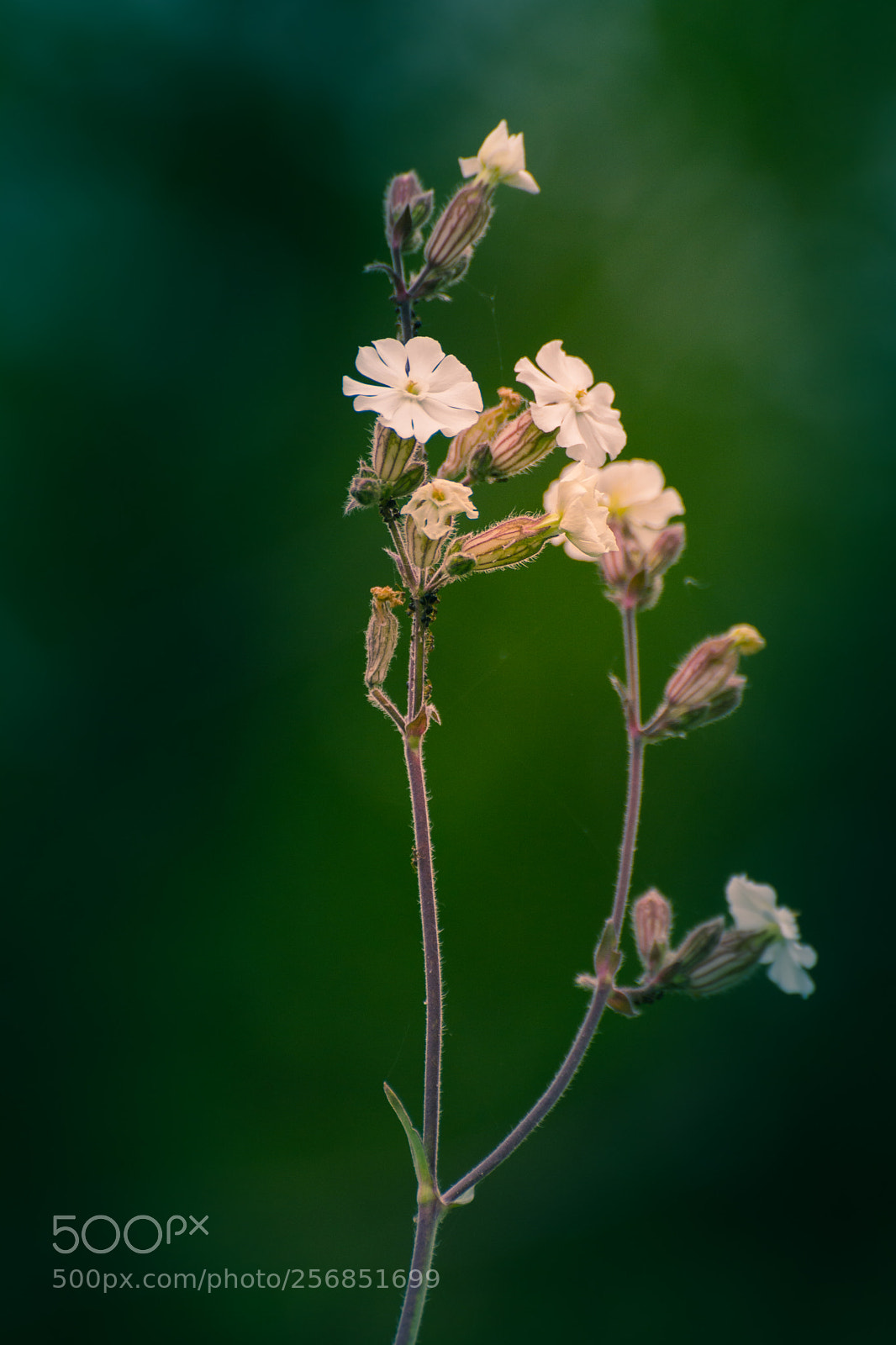 Nikon D5200 sample photo. Wild flowers photography