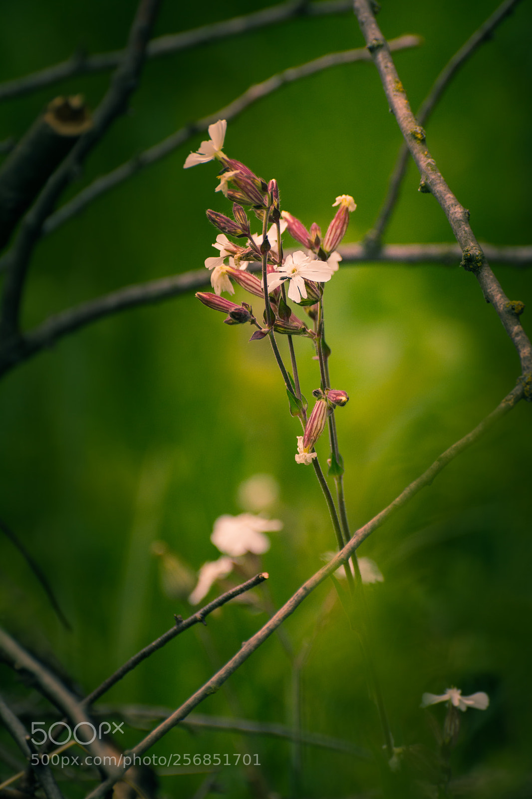 Nikon D5200 sample photo. Wild flowers photography