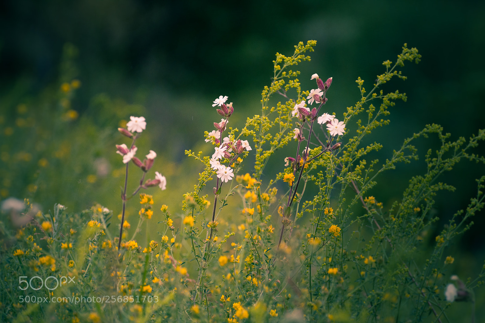 Nikon D5200 sample photo. Wild flowers photography