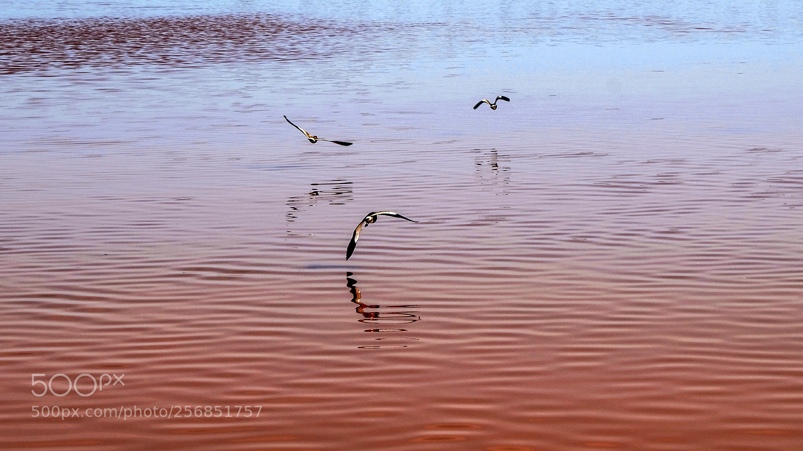 Nikon D600 sample photo. Spur winged lapwings photography