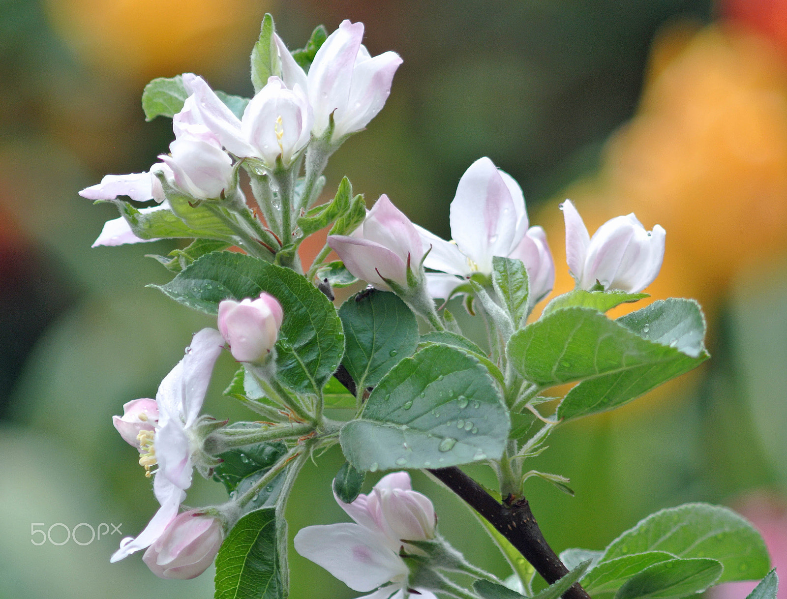 Nikon 1 J1 sample photo. Blossom photography