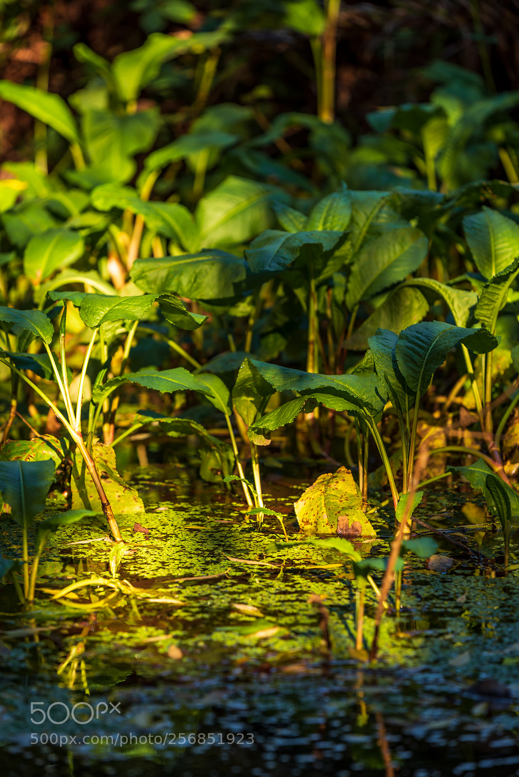 Nikon D750 sample photo. Outside pond photography