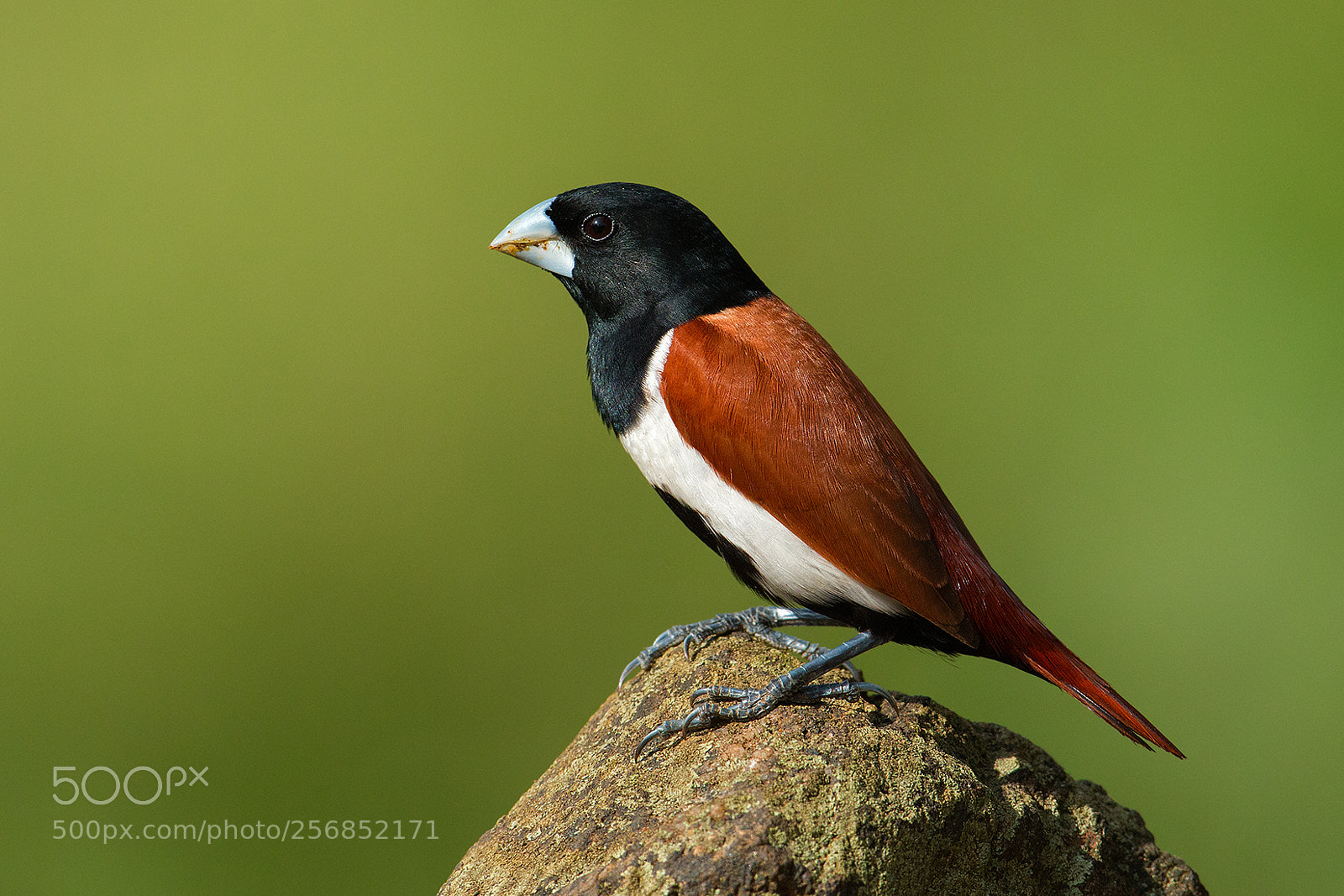 Canon EOS 70D sample photo. Tri colored munia photography