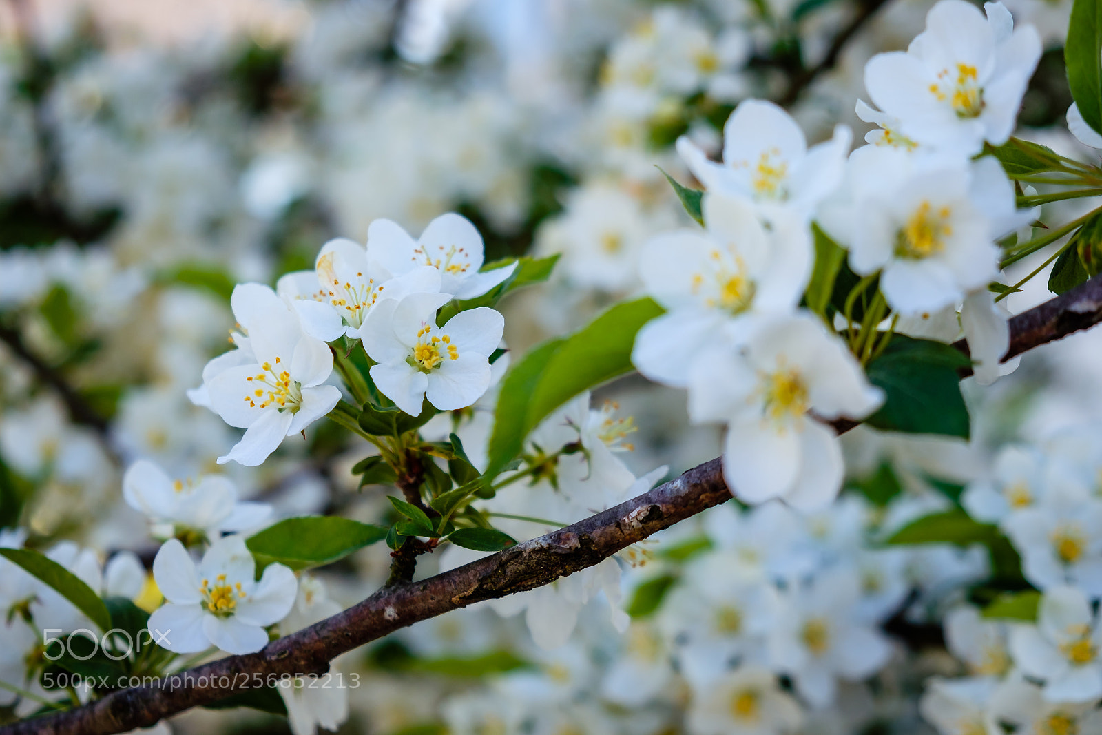 Fujifilm X-T2 sample photo. Blossoms vi photography