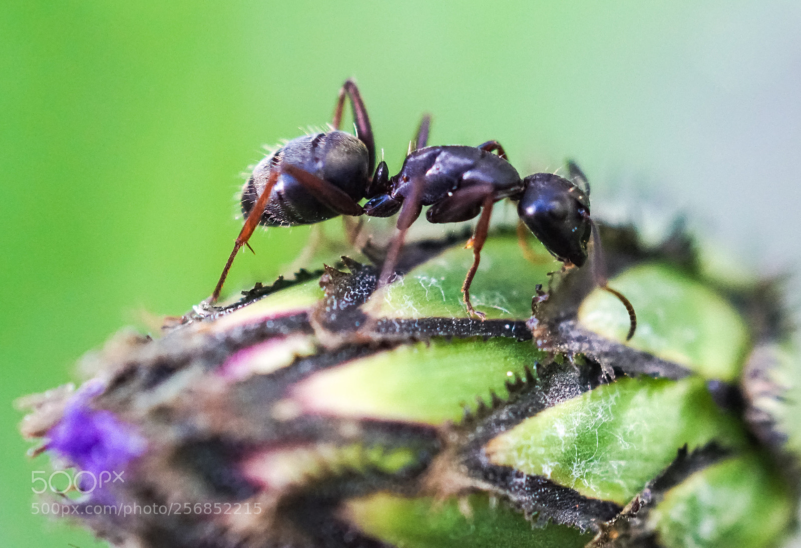 Sony a6000 sample photo. Ant on cactus bud. photography