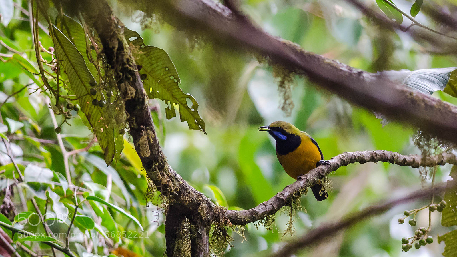 Nikon D5100 sample photo. Orange-bellied leafbird photography