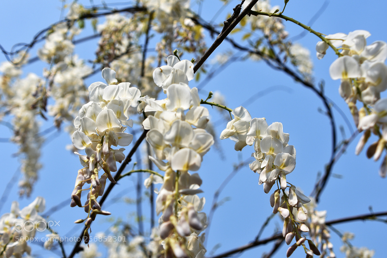 Nikon D7200 sample photo. White rattan flower photography