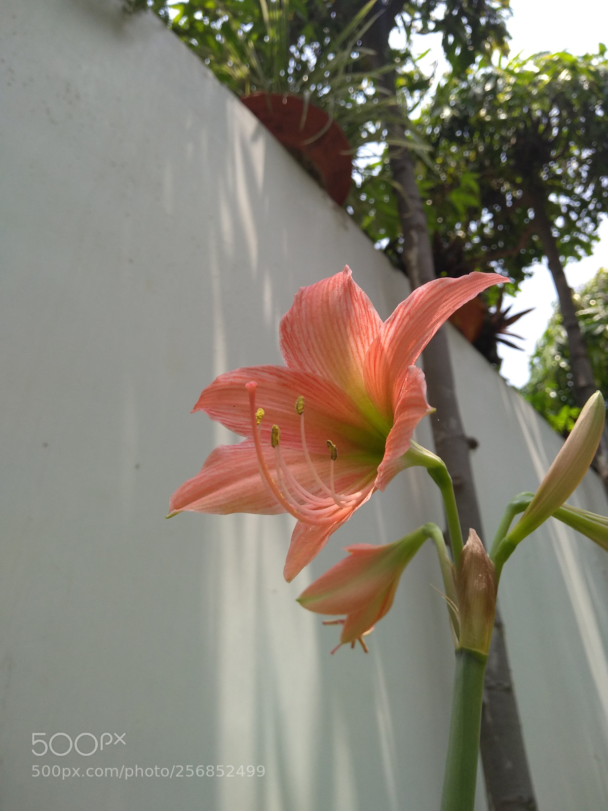 Motorola Moto G (5S) Plus sample photo. Beautiful lily photography