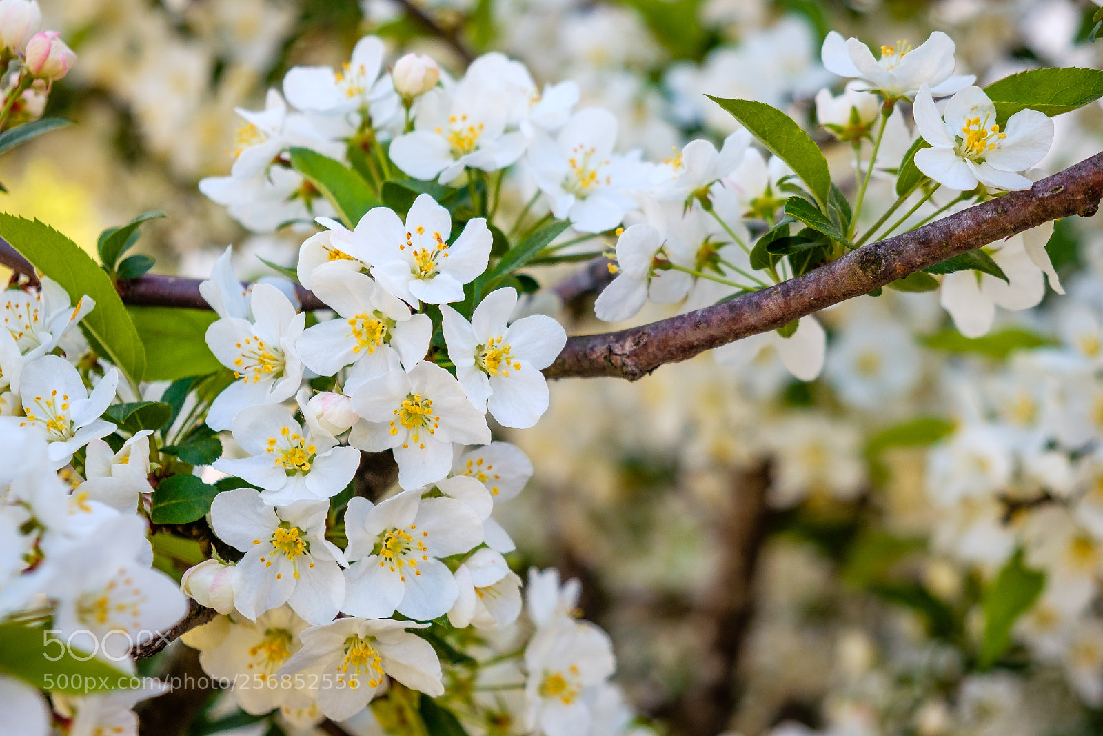 Fujifilm X-T2 sample photo. Blossoms vii photography