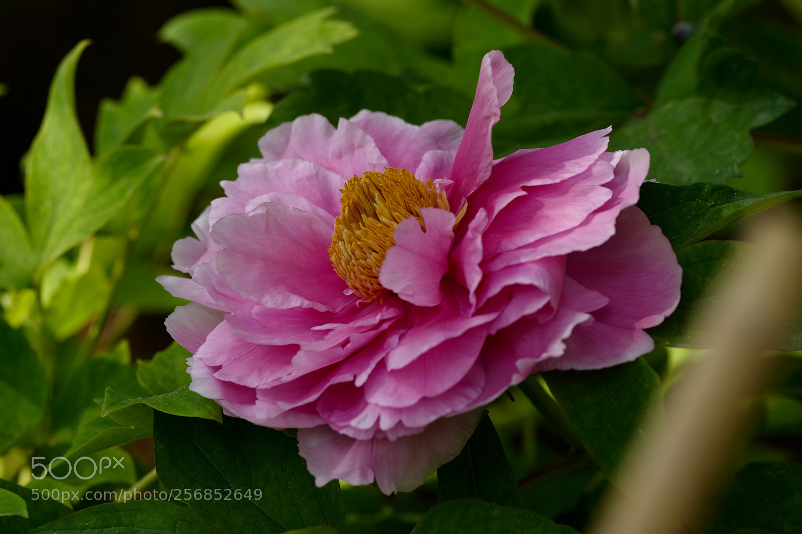 Leica SL (Typ 601) sample photo. Untitled photography