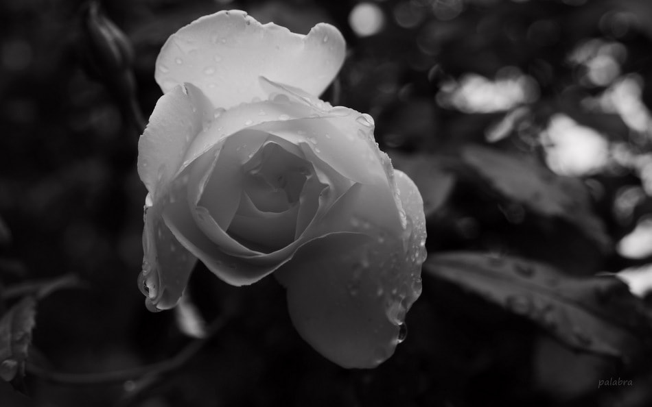 Samsung NX30 sample photo. ... photography