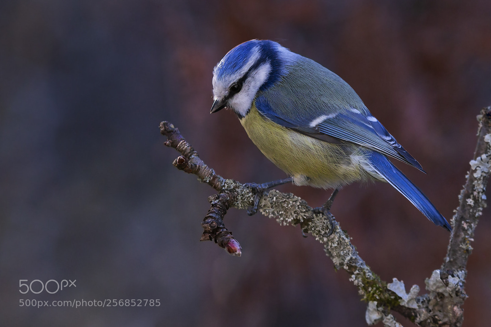 Canon EOS 6D sample photo. Sinitiainen,blue tit photography